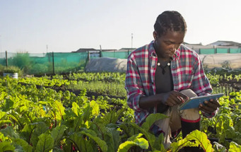 African Plant Nutrition Scholar Award